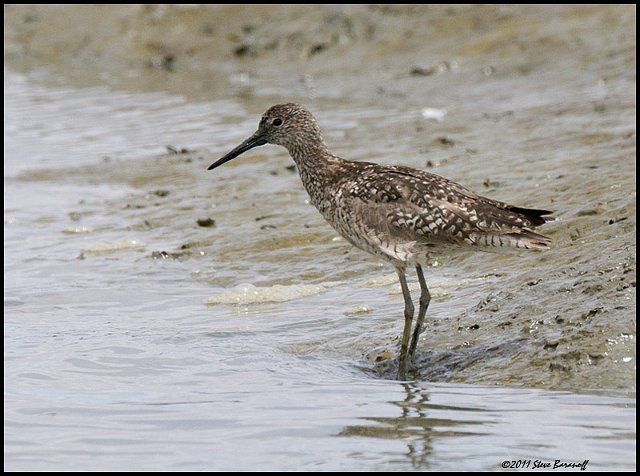 _1SB5227 willet.jpg